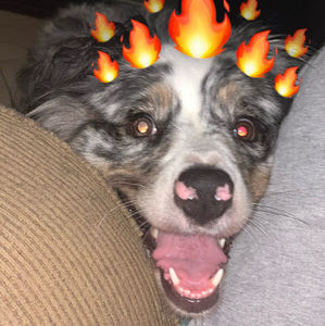 Meet your Posher, Anna